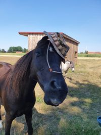 horsemanship traininingspferd frido deutschesreitpony