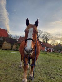 horsemanship traininingspferd lucas kaltblut