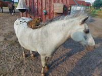 horsemanship traininingspferd balou bahrenborstel