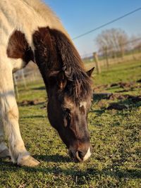 horsemanship traininingspferd mona horseshomesyke