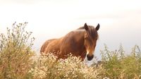 horsemanship traininingspferd blitz isl&auml;nder