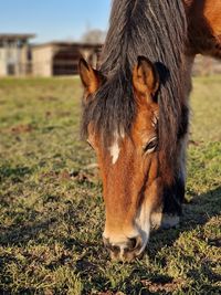 horsemanship traininingspferd verita horseshomesyke